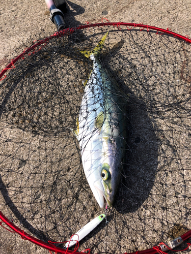 イナダの釣果