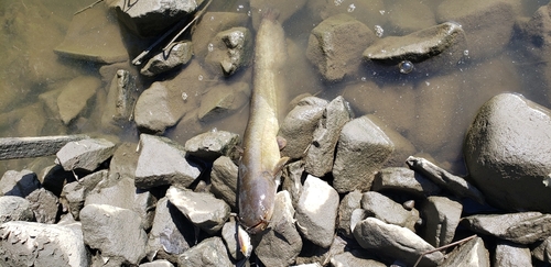 ナマズの釣果