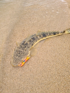 マゴチの釣果