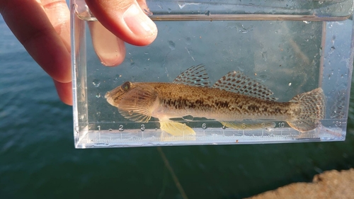 マハゼの釣果