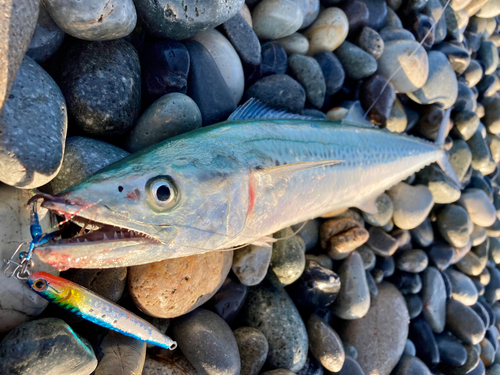 サゴシの釣果