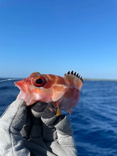 アカハタの釣果