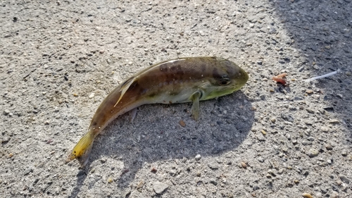 シロサバフグの釣果