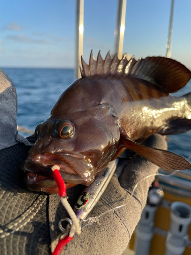 ヤミハタの釣果