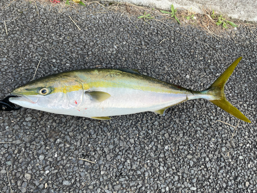 釣果