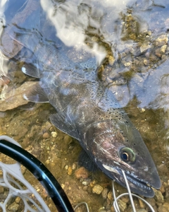 ヤマメの釣果