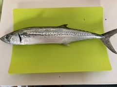 サゴシの釣果