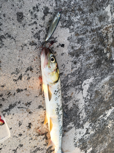 カライワシの釣果