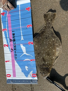 ヒラメの釣果