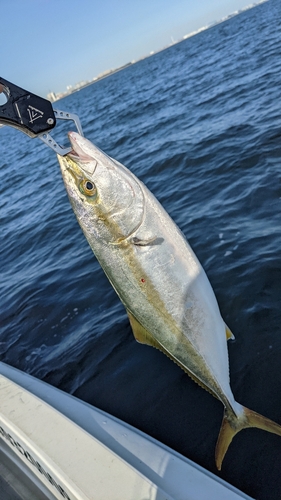 イナダの釣果