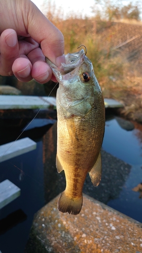 ラージマウスバスの釣果