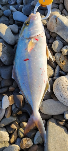 シオの釣果