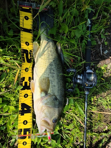 ブラックバスの釣果