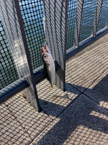 サバの釣果