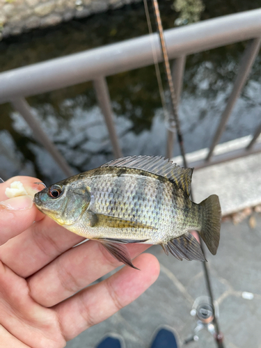 ティラピアの釣果