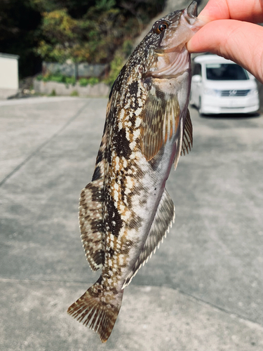 アイナメの釣果