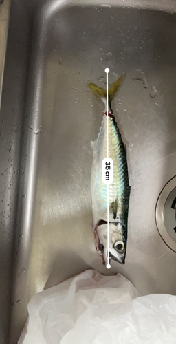 サバの釣果