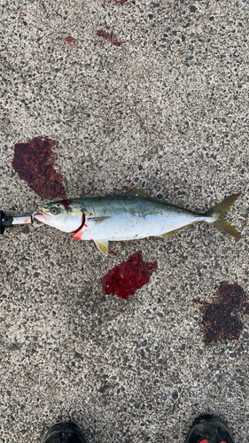 イナダの釣果