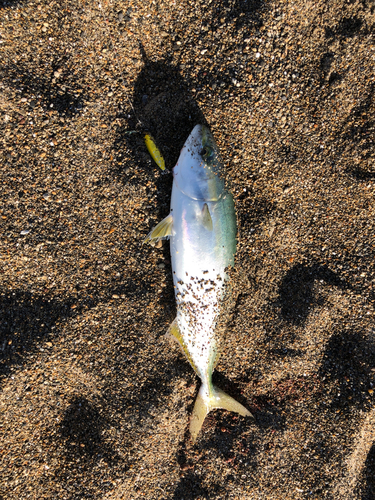 ハマチの釣果