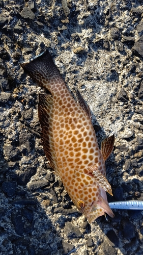 オオモンハタの釣果