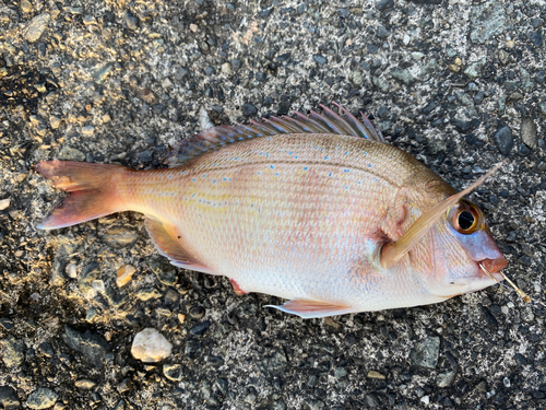 チャリコの釣果