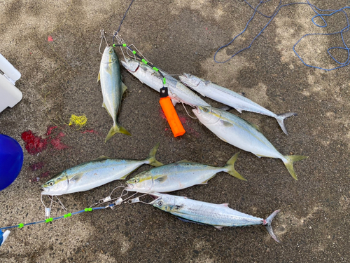 イナダの釣果