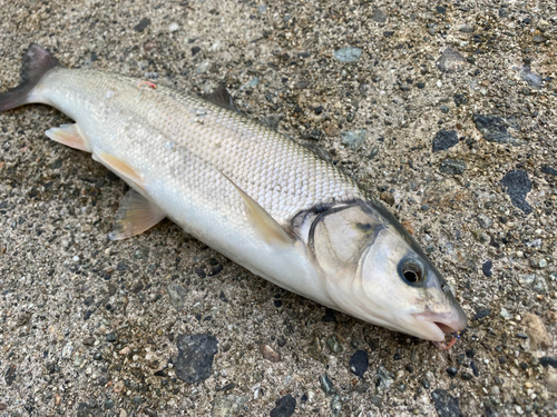 マルタウグイの釣果