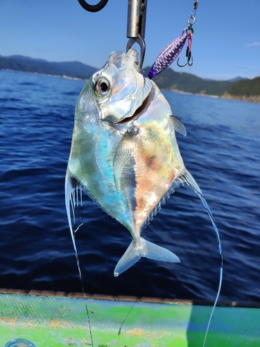 イトヒキアジの釣果