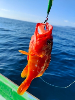 アカハタの釣果