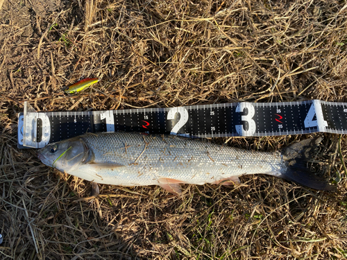 ウグイの釣果