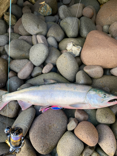 アキアジの釣果