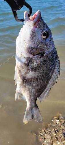 キビレの釣果