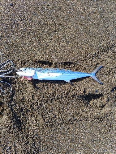 サゴシの釣果