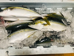 ハマチの釣果