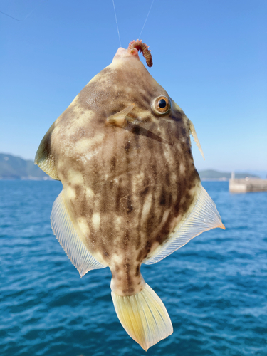 カワハギの釣果