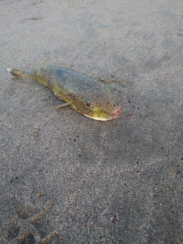 シロサバフグの釣果