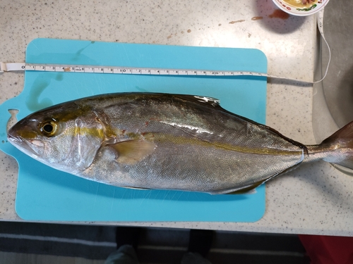 ショゴの釣果