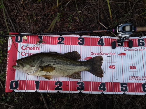 ブラックバスの釣果