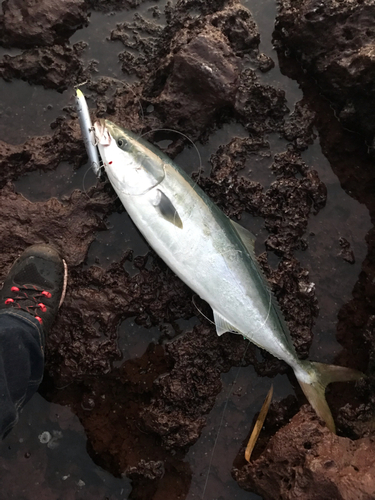 ブリの釣果