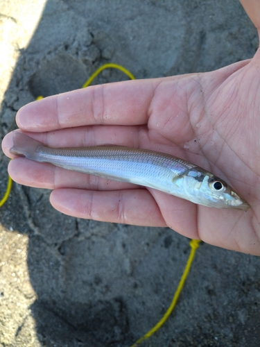 シロギスの釣果