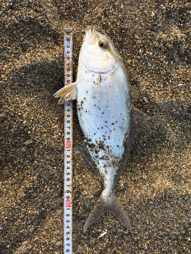 ショゴの釣果