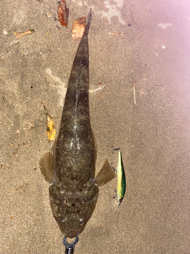 コチの釣果