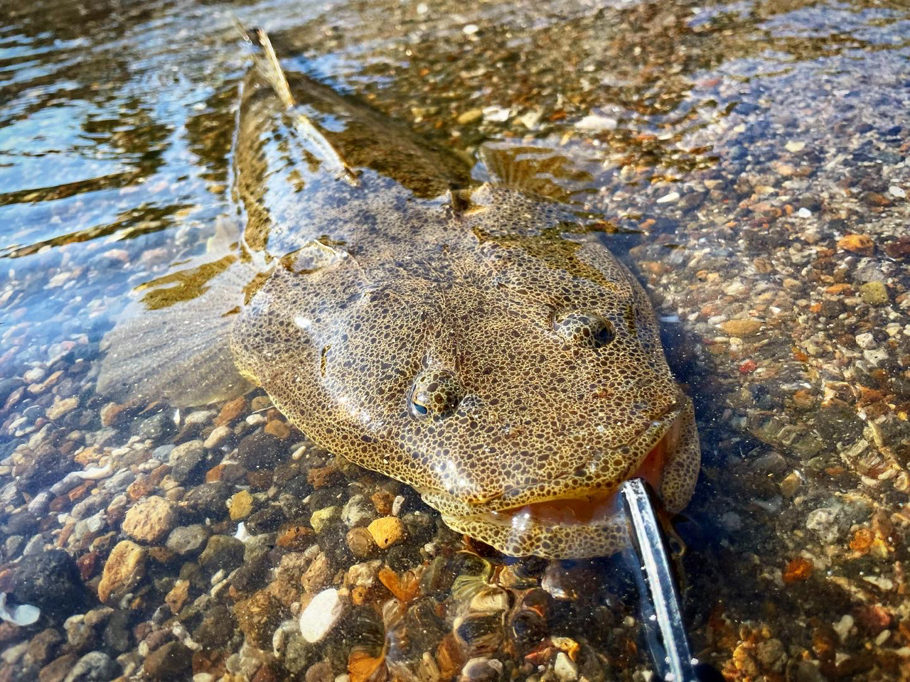 マゴチ