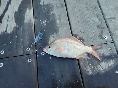 ウミタナゴの釣果