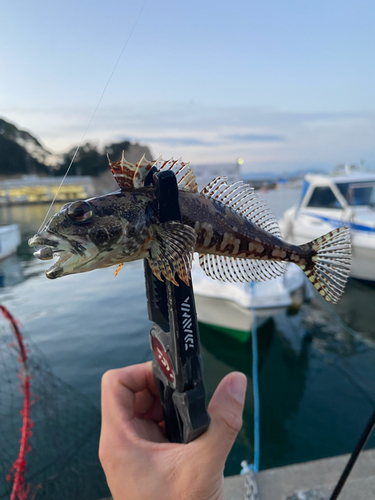 アナハゼの釣果