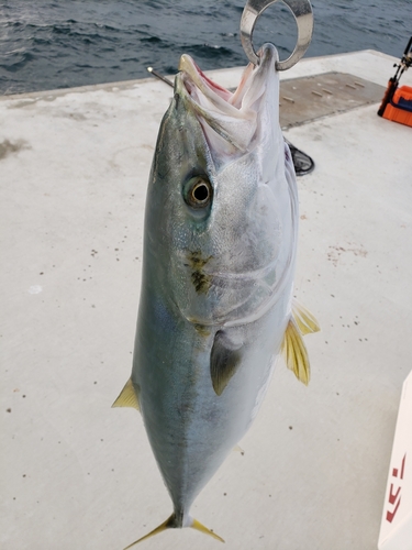 メジロの釣果