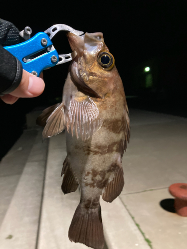 クロソイの釣果