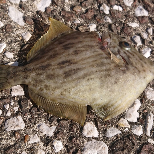 カワハギの釣果