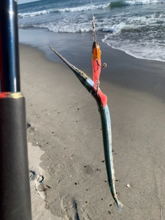 ダツの釣果