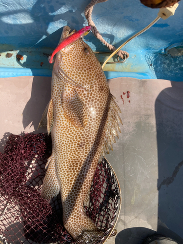 オオモンハタの釣果